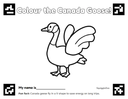 The canada goose colouring sheet.